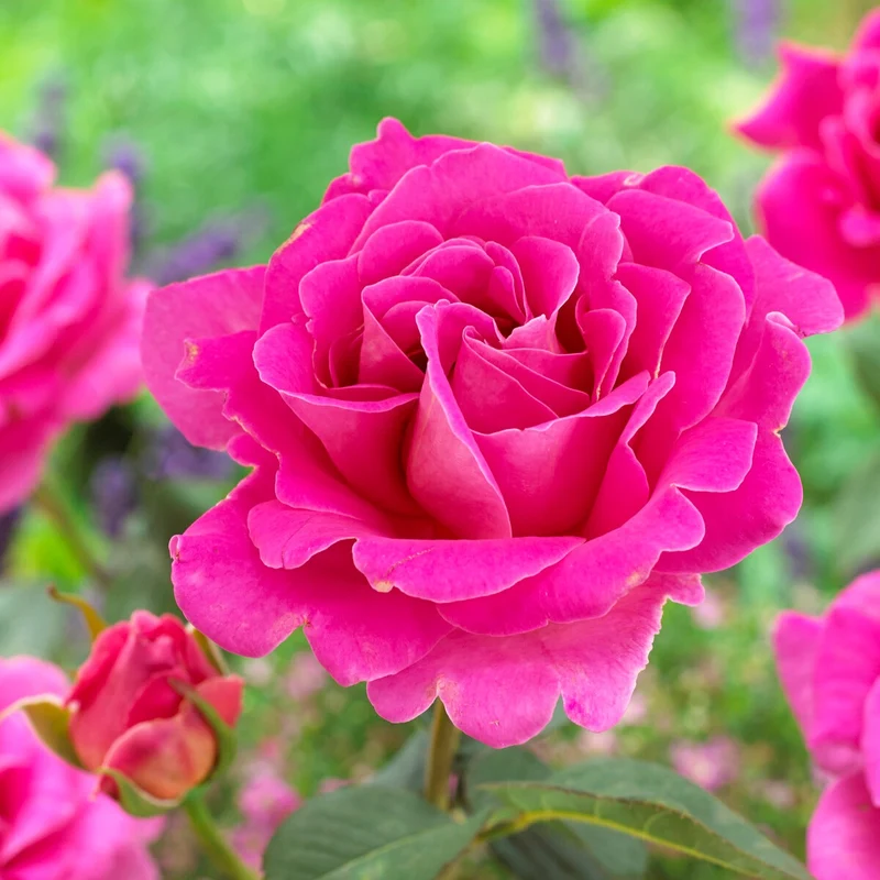 Rose Pink Perfume