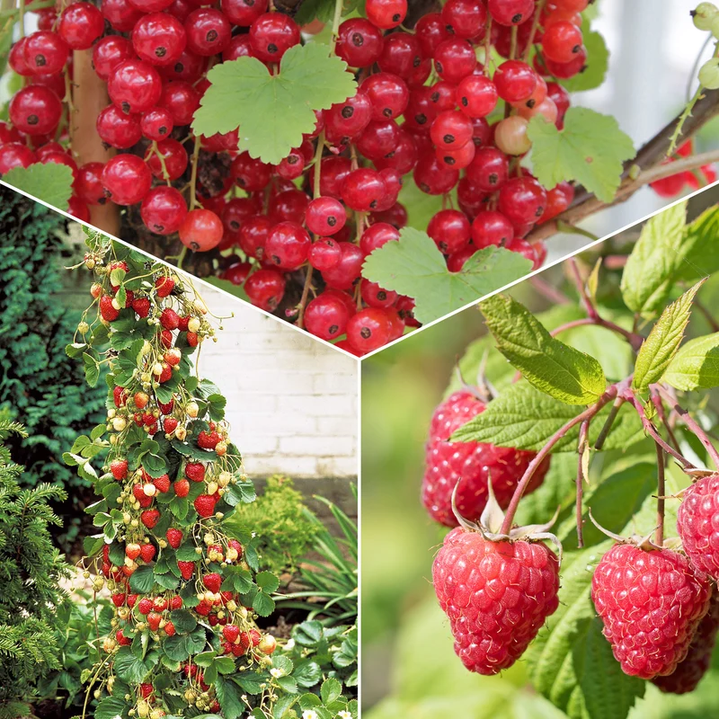 Obst-Kollektion Beerenfrüchte (x9)