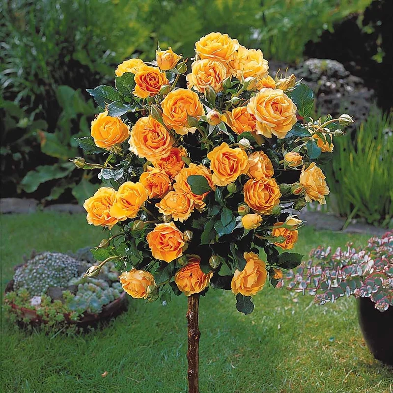 Stammrosen-Kollektion (x3)