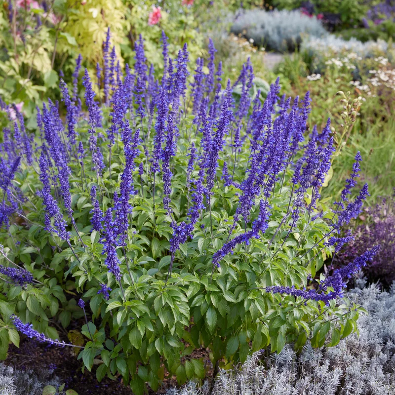 Mehlsalbei