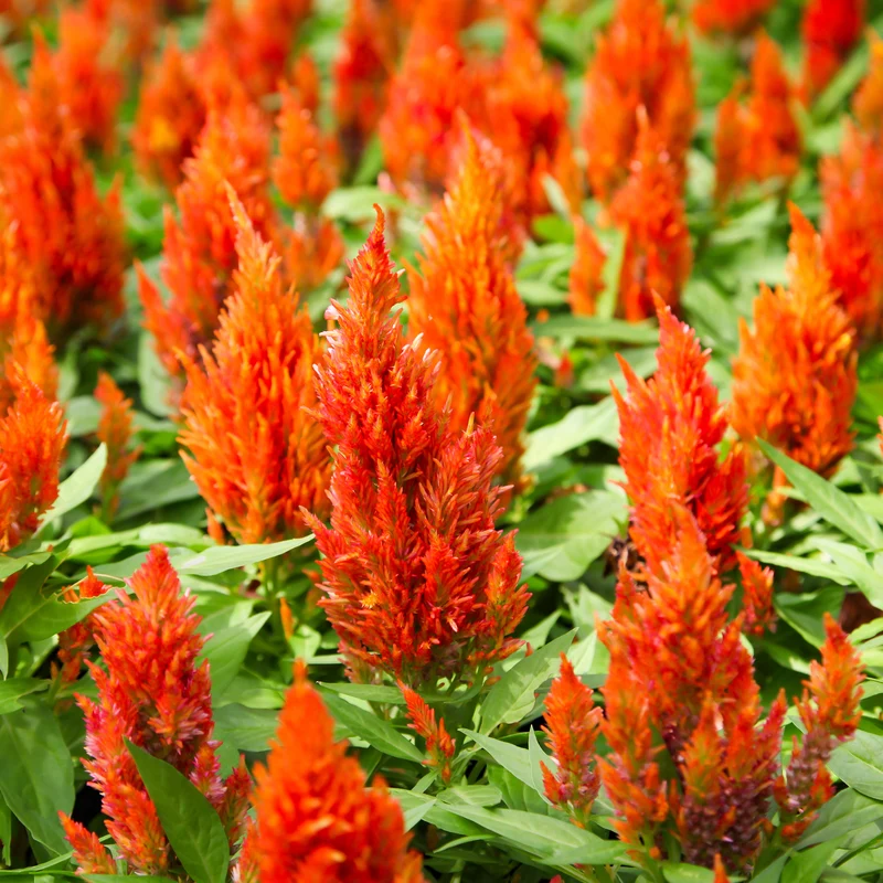 Celosie Orange