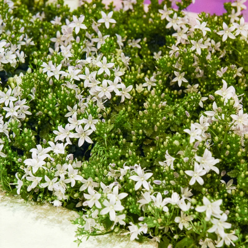 Witte muurklokje