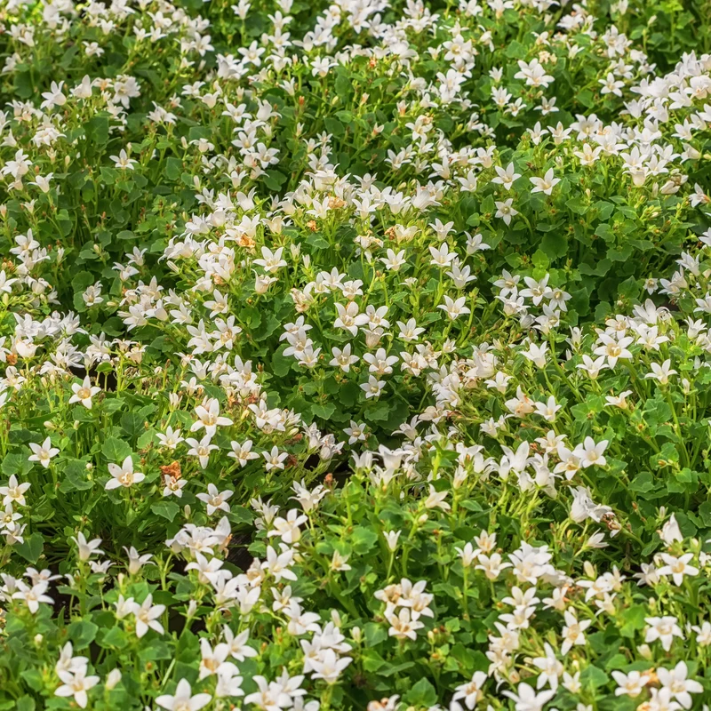 Witte muurklokje