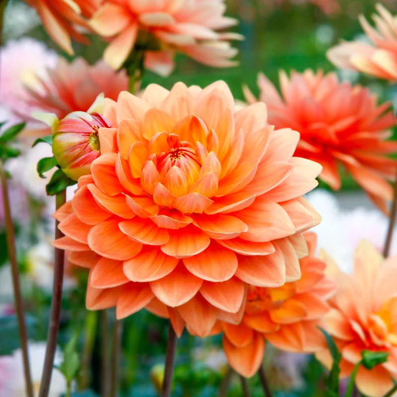 Dahlie Orange