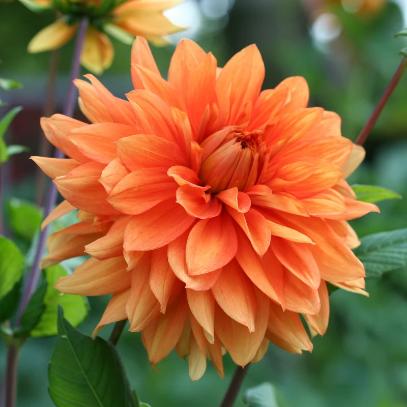 Dahlie Orange