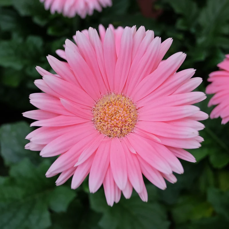 Gerbera Rosa