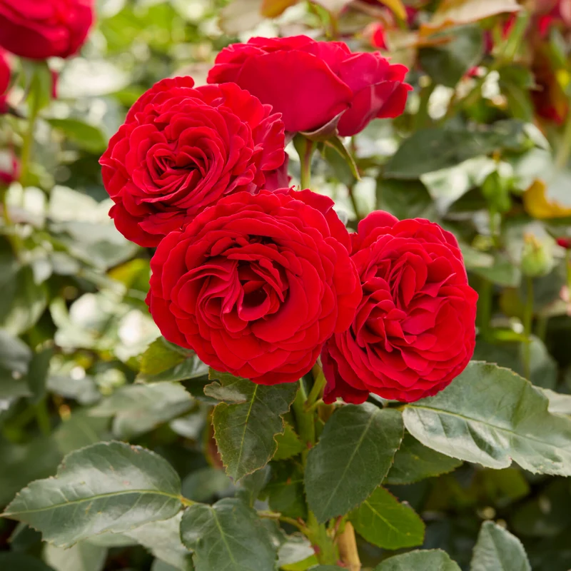 Rose Dominica ® Intercomdoor