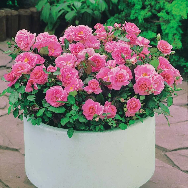 Minirosen ‘Randilla’ rosa (x3)