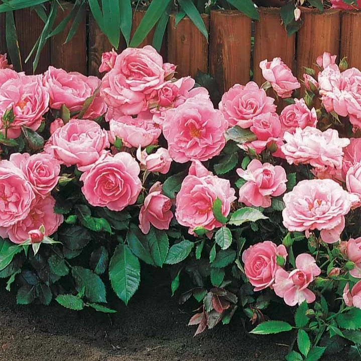 Minirosen ‘Randilla’ rosa (x3)