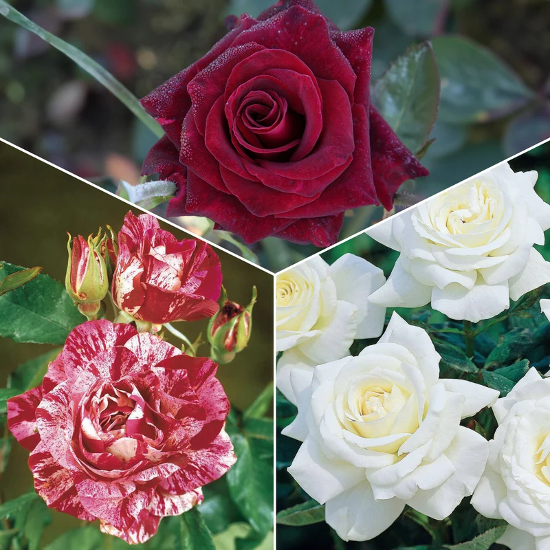 Kollektion Edelrosen (Black Baccara, Candy stripe, Helga) (x3)