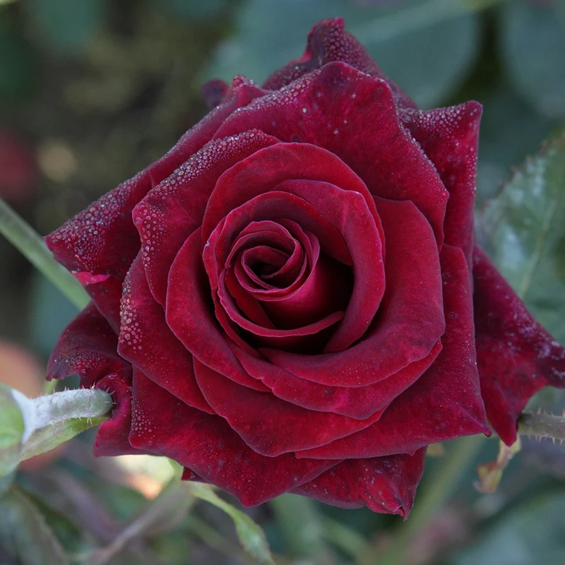 Kollektion Edelrosen (Black Baccara, Candy stripe, Helga) (x3)
