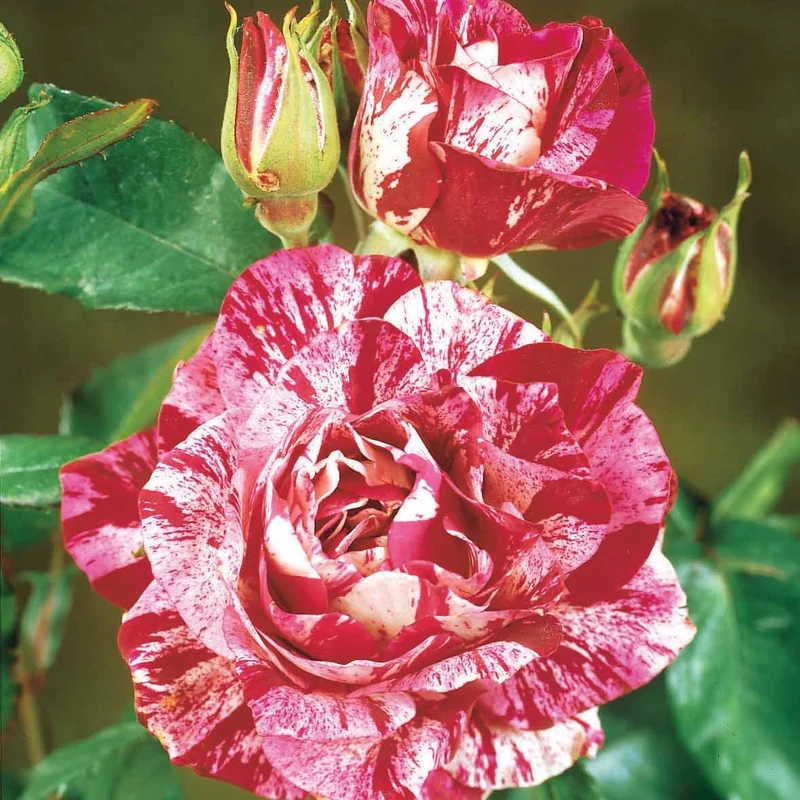 Kollektion Edelrosen (Black Baccara, Candy stripe, Helga) (x3)