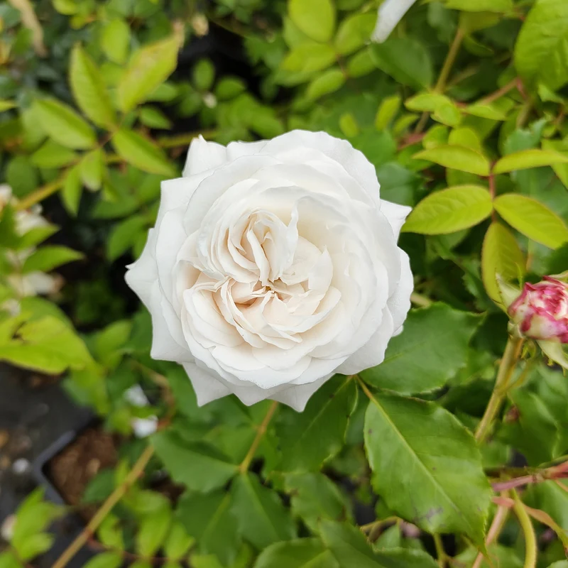 Strauchrose ‘Boule de Neige’