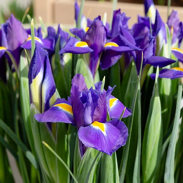 Holländische Schwertlilien 'Purple Sensation'