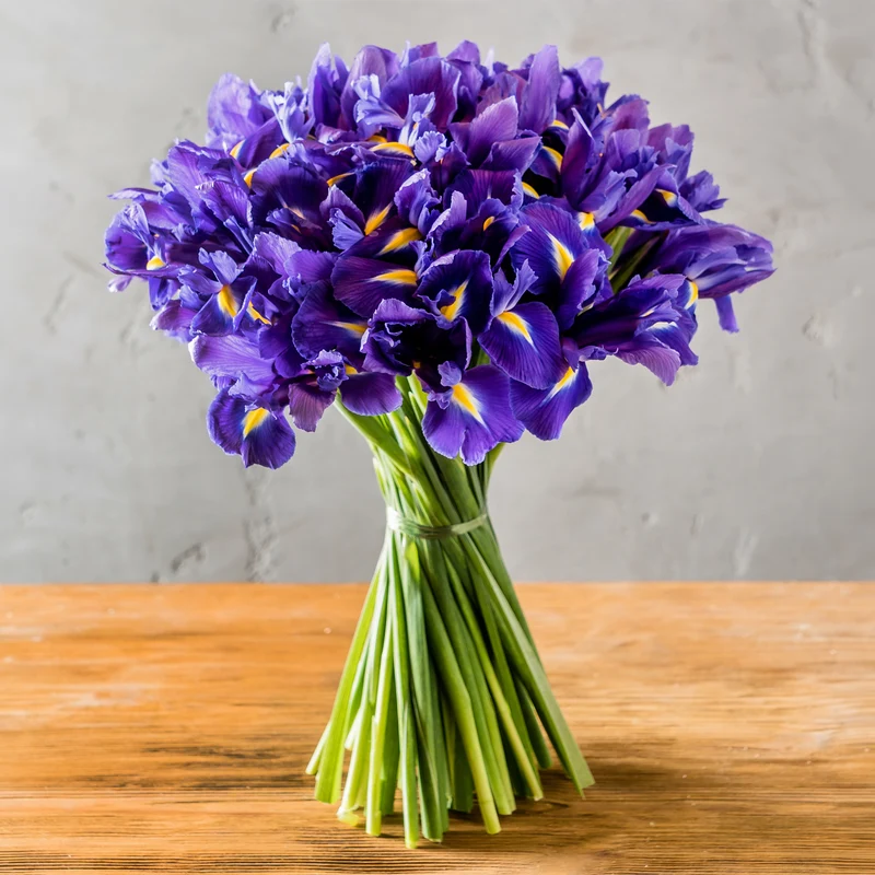 Holländische Schwertlilien 'Purple Sensation'
