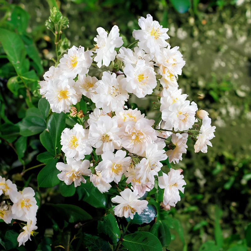 Ramblerrosen-Kollektion 'Immensee' weiß & 'Petite Duchesse' (x2)