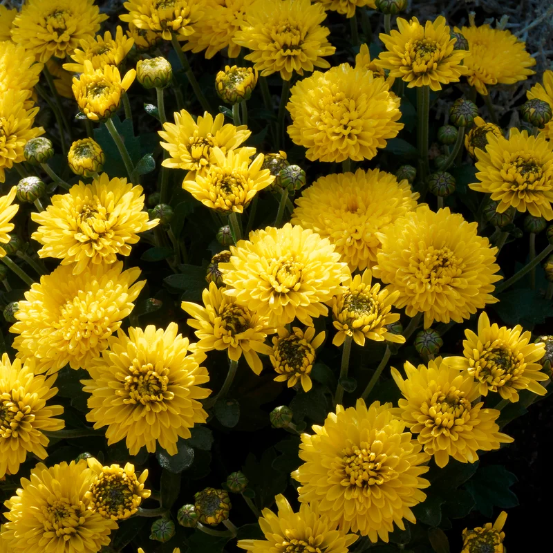 Chrysantheme Gelb