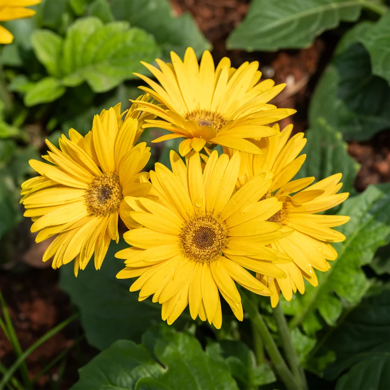 Gerbera Gelb