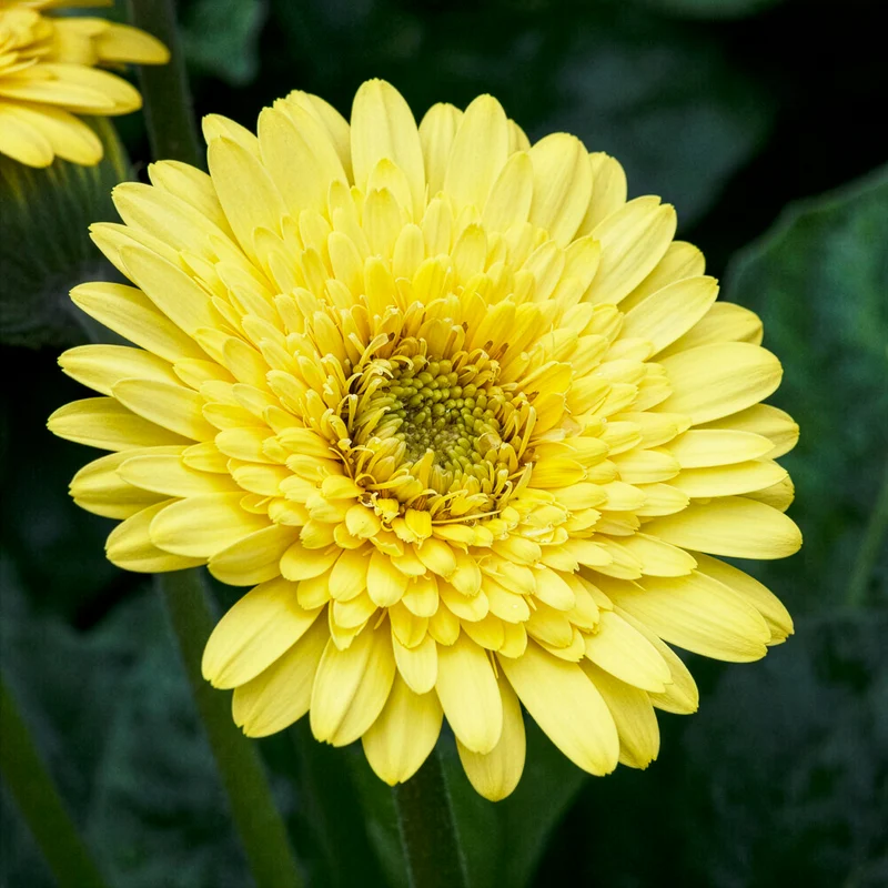 Gerbera Gelb