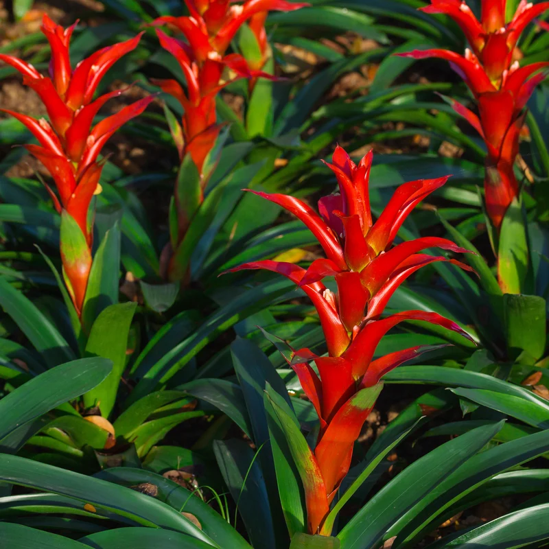 Bromelie Rot