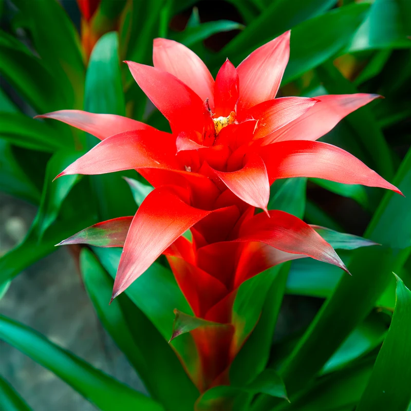 Bromelie Rot