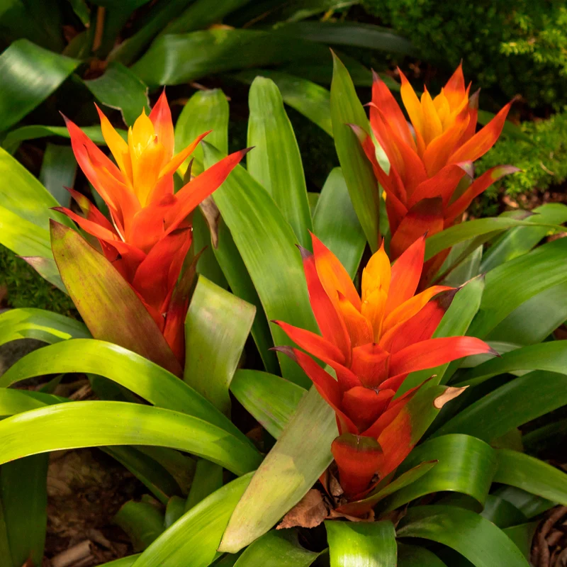 Bromelie Orange