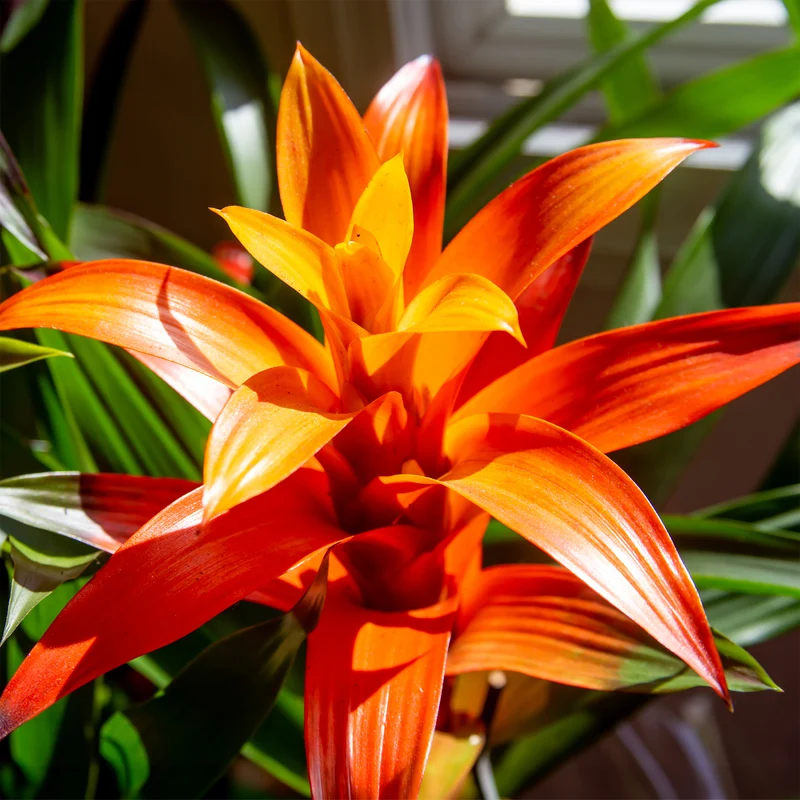 Bromelie Orange