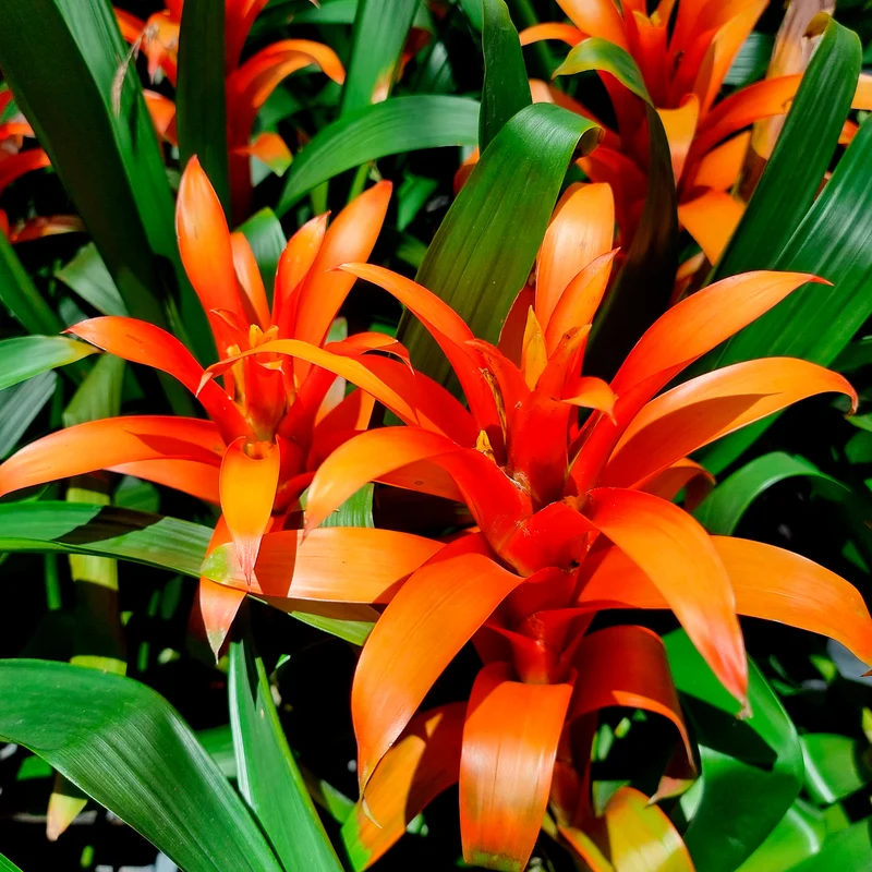 Bromelie Orange