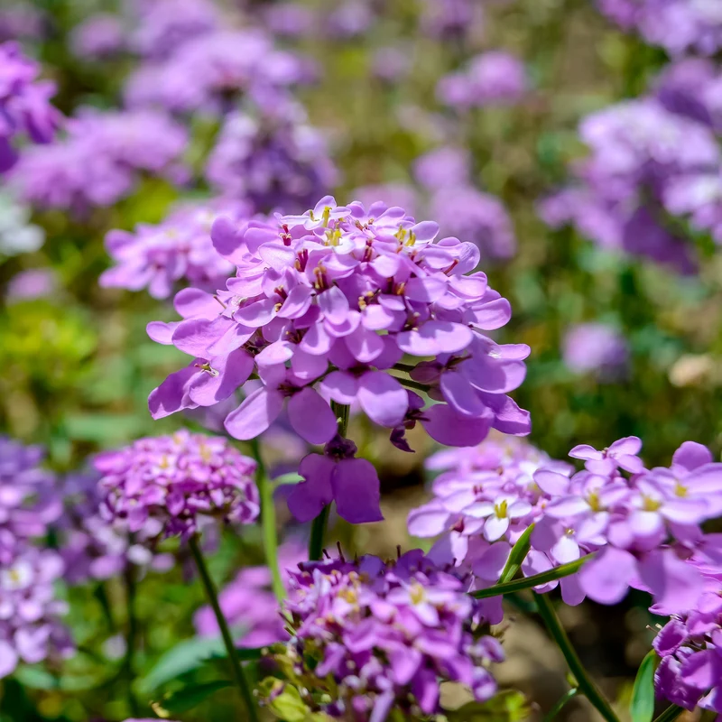 Immergrüne Schleifenblume Absolutely Amethyst