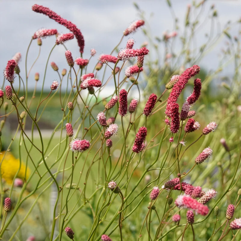 Purpurfarbener Hoher Wiesenknopf
