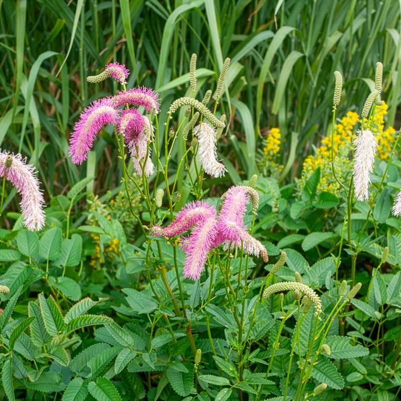Koreanischer Wiesenknopf Pink Brushes