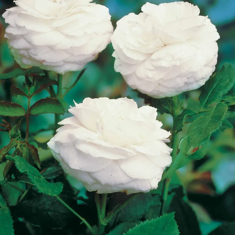 Botanische Rosen (x2)