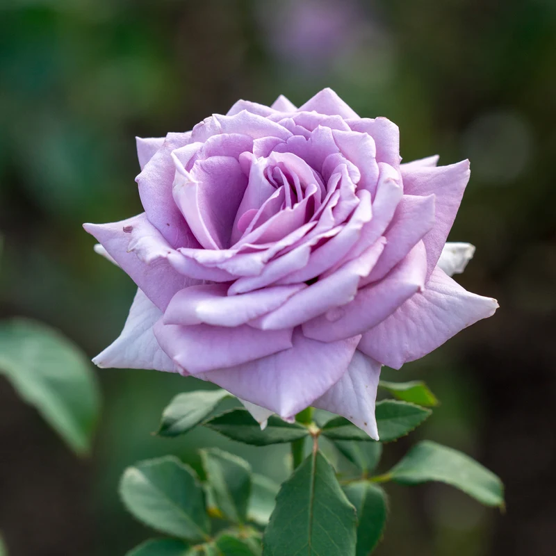 Strauchrose violett