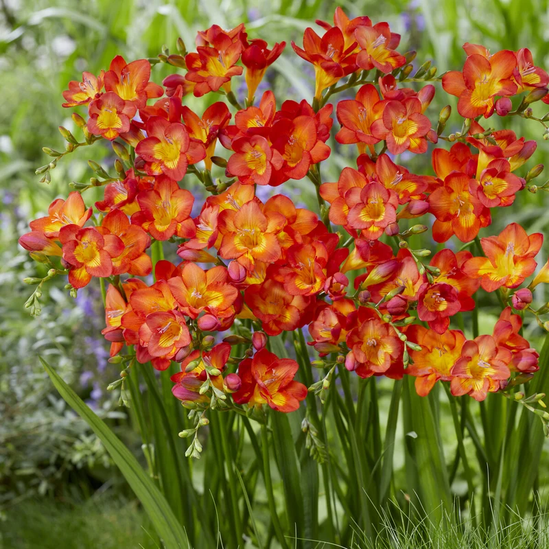Freesien rot (x15)