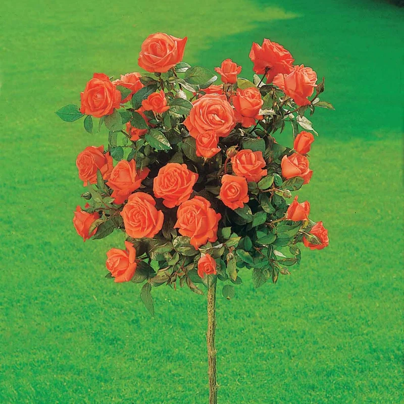 Hochstammrose ‘Ramona’