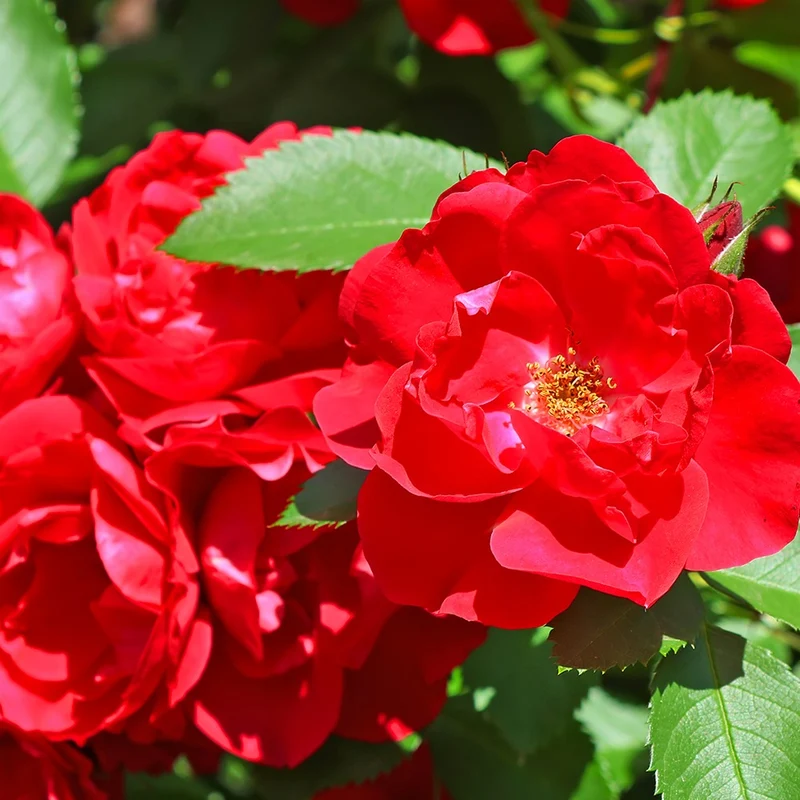 Polyantha-Rose rot