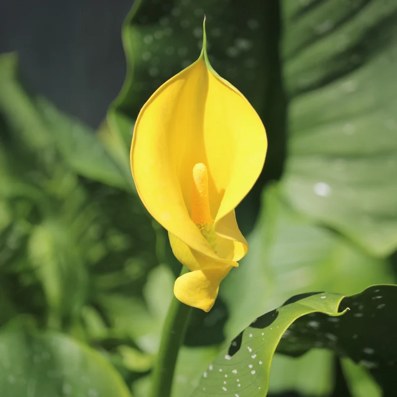 Gelbe Calla