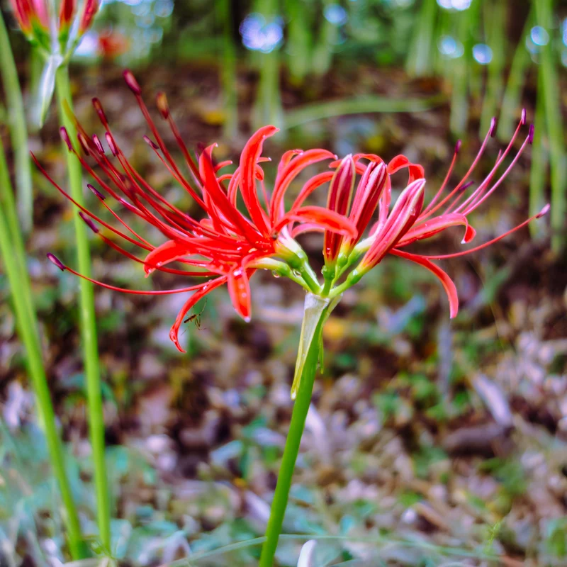 Rote Spinnenlilie