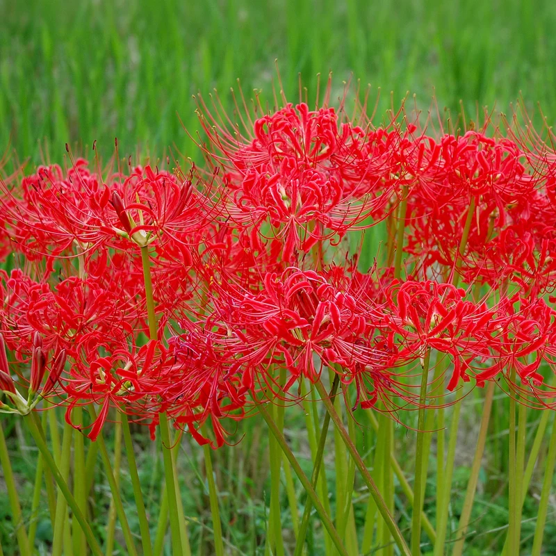 Rote Spinnenlilie
