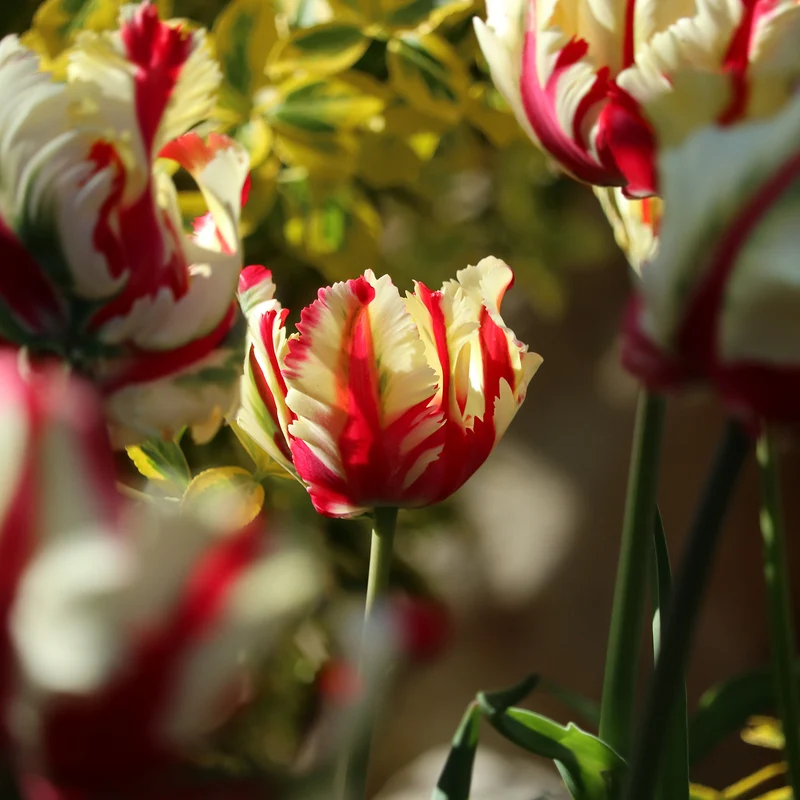 Papageien-Tulpe Flaming Parrot