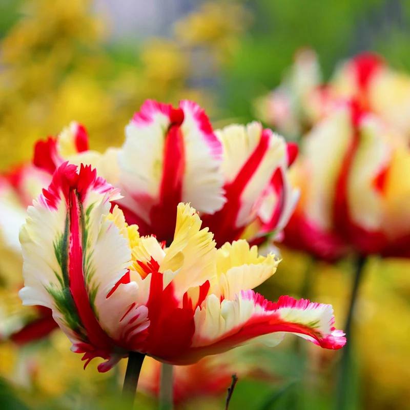 Papageien-Tulpe Flaming Parrot
