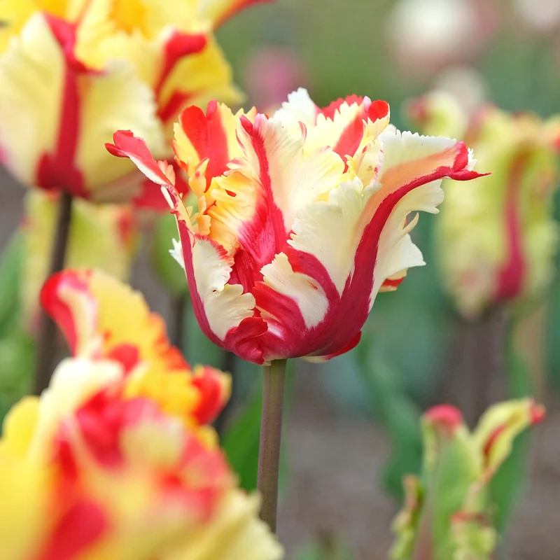 Papageien-Tulpe Flaming Parrot