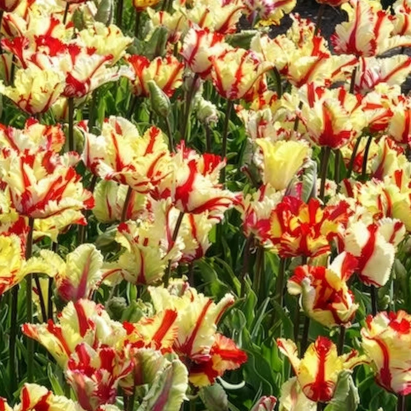 Papageien-Tulpe Flaming Parrot