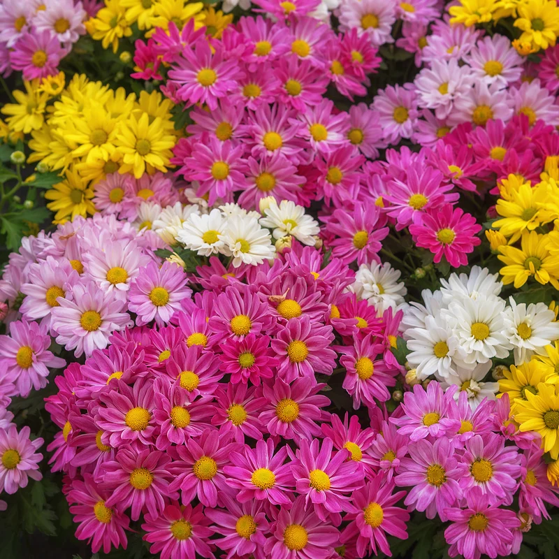 Chrysantheme Carnaval