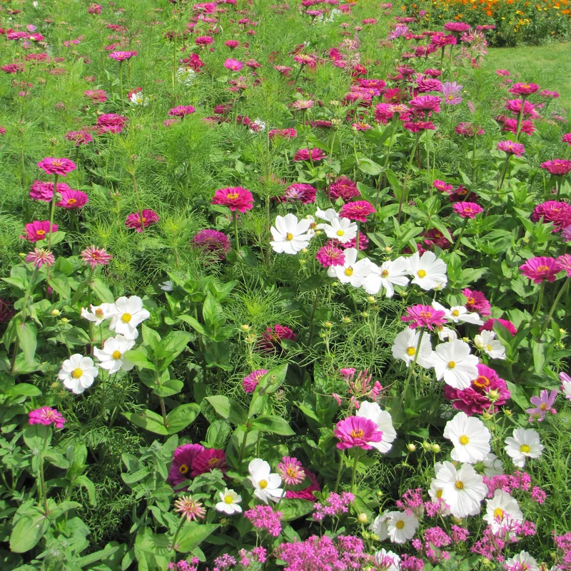 Sommerliche Blumenmischung