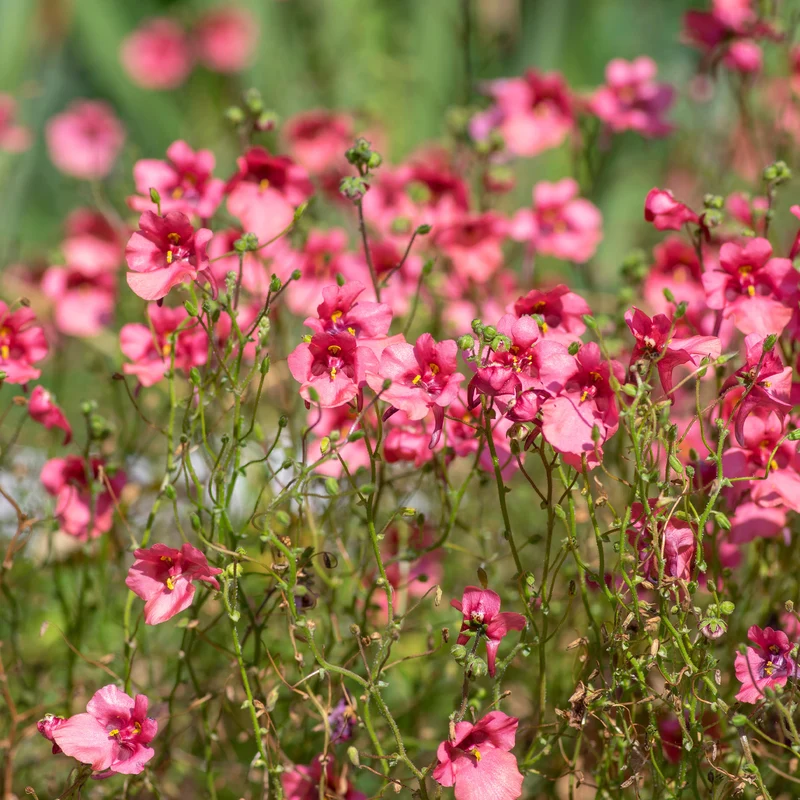 rosa Zwergsporn
