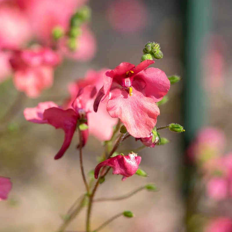 rosa Zwergsporn