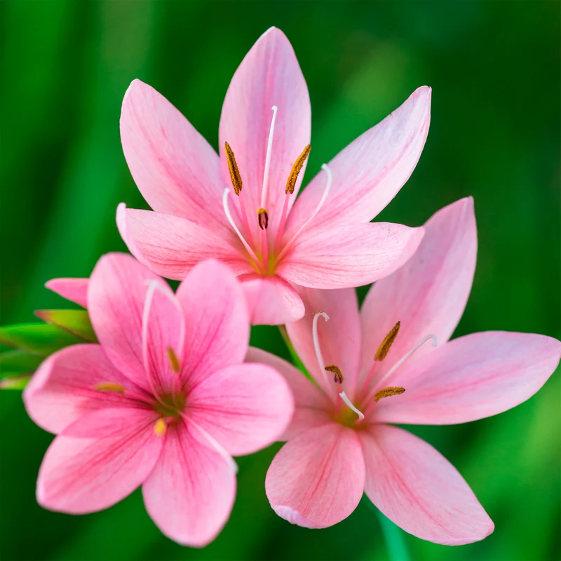 Spaltgriffel Pink Butterflies