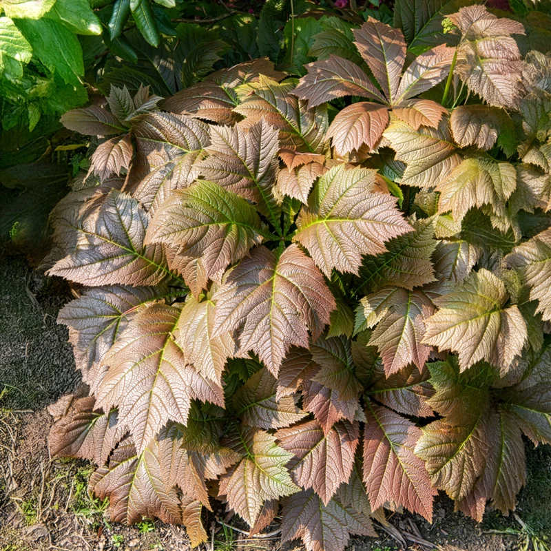 Gestieltblättriges Schaublatt