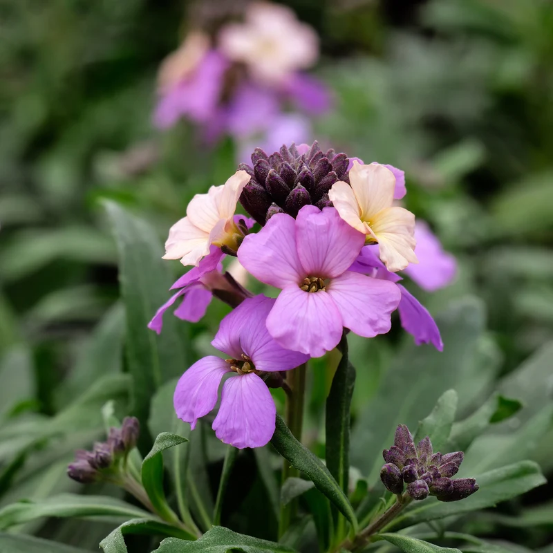 Garten-Goldlack Lavender